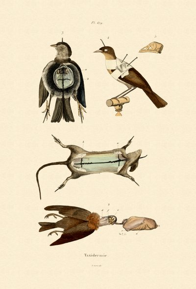 Birds by French School